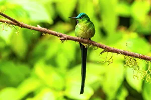 Ecuador, Guango. Long-tailed sylph hummingbird close-up