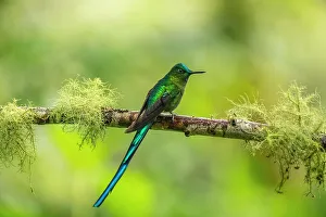 Images Dated 29th December 2022: Ecuador, Guango. Long-tailed sylph hummingbird close-up