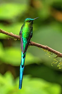Ecuador, Guango. Long-tailed sylph hummingbird close-up