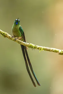 Images Dated 29th December 2022: Ecuador, Guango. Long-tailed sylph hummingbird close-up