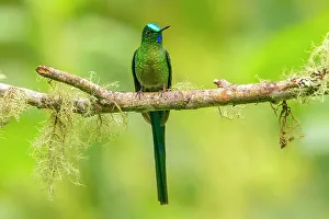 Images Dated 23rd January 2023: Ecuador, Guango. Long-tailed sylph hummingbird close-up