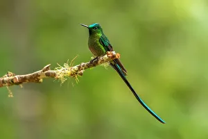 Images Dated 23rd January 2023: Ecuador, Guango. Long-tailed sylph hummingbird close-up