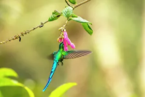 Images Dated 23rd January 2023: Ecuador, Guango. Long-tailed sylph hummingbird feeding on flower nectar