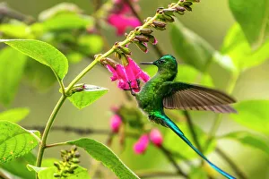 Images Dated 23rd January 2023: Ecuador, Guango. Long-tailed sylph hummingbird feeding on flowers