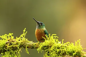 Images Dated 29th December 2022: Ecuador, Guango. Long-tailed sylph hummingbird female on limb