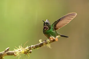 Images Dated 23rd January 2023: Ecuador, Guango. Tourmaline sunangel hummingbird close-up