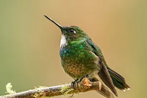 Images Dated 23rd January 2023: Ecuador, Guango. Tourmaline sunangel hummingbird close-up