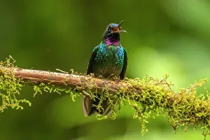 Images Dated 29th December 2022: Ecuador, Guango. Tourmaline sunangel hummingbird close-up