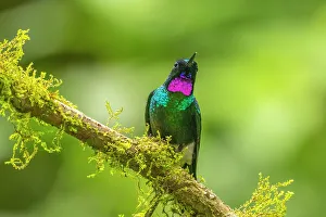 Ecuador, Guango. Tourmaline sunangel hummingbird close-up