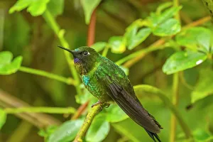 Ecuador, Guango. Tourmaline sunangel hummingbird close-up