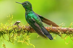 Images Dated 23rd January 2023: Ecuador, Guango. Tourmaline sunangel hummingbird close-up