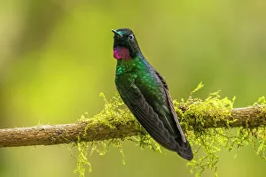 Images Dated 29th December 2022: Ecuador, Guango. Tourmaline sunangel hummingbird close-up