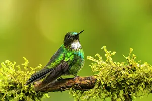 Ecuador, Guango. Tourmaline sunangel hummingbird close-up