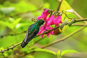 Images Dated 23rd January 2023: Ecuador, Guango. Tourmaline sunangel hummingbird feeding on flowers