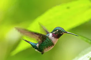 Chaetocercus Mulsant Prints: Ecuador, Guango. White-bellied woodstar hummingbird in flight
