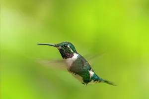 Ecuador, Guango. White-bellied woodstar hummingbird in flight