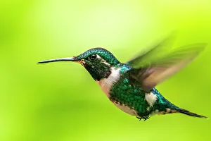 Images Dated 23rd January 2023: Ecuador, Guango. White-bellied woodstar hummingbird in flight