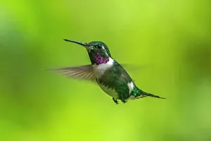 Images Dated 29th December 2022: Ecuador, Guango. White-bellied woodstar hummingbird in flight