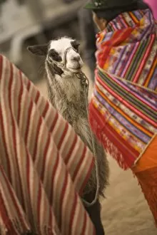 Ecuador, llama at weekly market which draws indigenous people from surrounding villages