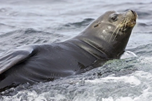 Images Dated 3rd July 2006: Ecuador. A male Galapagos Sea Lion, also known as beachmaster, surveys his harem