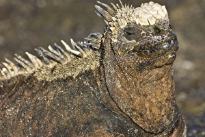 Ecuador. Marine Iguana saoaking up the sun in the Galapagos islands Ecuador. Marine Iguana saoaking up the sun in the Galapagos islands