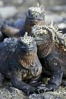 Images Dated 4th July 2006: Ecuador. Marine Iguanas saoaking up the sun in the Galapagos islands