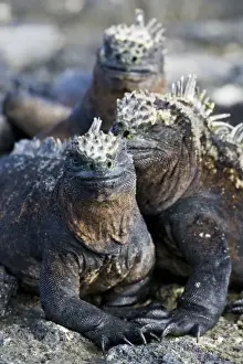 Fernandina Prints: Ecuador. Marine Iguanas saoaking up the sun in the Galapagos islands