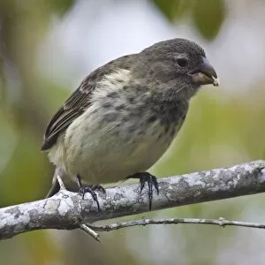Images Dated 2nd July 2006: Ecuador. Medium Tree Finch, one of Darwins Finches, in the Galapagos