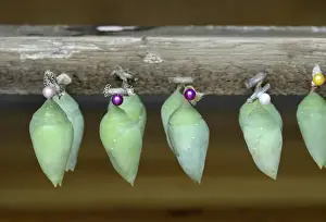 Images Dated 21st November 2013: Ecuador, Orellana, Napo River. Chrysalis in the La Selva butterfly farm
