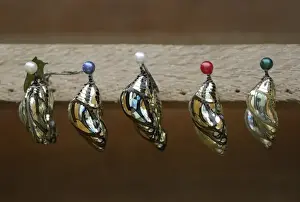 Eco Lodge Prints: Ecuador, Orellana, Napo River. Chrysalis at the La Selva Jungle Lodge