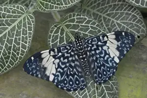 Eco Lodge Prints: Ecuador, Orellana, Napo River. Hamadryas amphinome butterfly at the La Selva Jungle Lodge