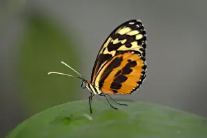 Ecuador, Orellana, Napo River. Heliconius Butterfly