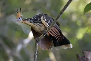 Ecuador, Orellana, Napo River. Hoatzin (Opisthocomus hoazin) on a branch, La Selva Jungle Eco Lodge