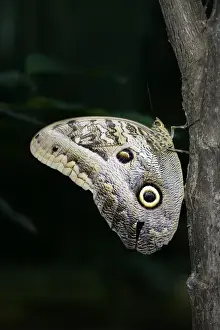 Images Dated 21st November 2013: Ecuador, Orellana, Napo River. Owl butterfly (Caligo idomeneus) at the La Selva Jungle