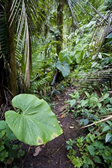 Images Dated 17th July 2007: Ecuador, Quito. Bellavista Cloud Forest Reserve, just outside of Quito