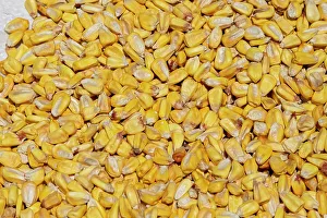 Grain Prints: Ecuador, Quito, Otavalo, Farmer's Market. Dry corn