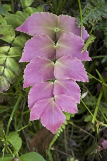 Images Dated 6th October 2006: Ecuador, Quito, Pichincha, Maquipucuna Reserve. Orchid from the Maquipucuna Foundation Reserve