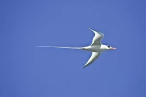 Images Dated 1st July 2006: Ecuador. A red-billed Tropicbird in flight at Espaniola Island in the Galapagos