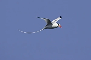 Images Dated 1st July 2006: Ecuador. A red-billed Tropicbird in flight at Espaniola Island in the Galapagos