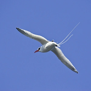 Images Dated 1st July 2006: Ecuador. A red-billed Tropicbird in flight at Espaniola Island in the Galapagos