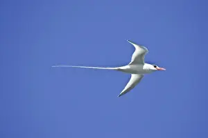 Images Dated 1st July 2006: Ecuador. A red-billed Tropicbird in flight at Espaniola Island in the Galapagos