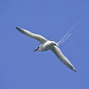 Images Dated 1st July 2006: Ecuador. A red-billed Tropicbird in flight at Espaniola Island in the Galapagos