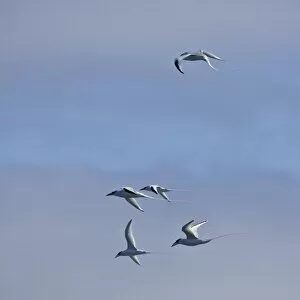 Images Dated 1st July 2006: Ecuador. Red-billed Tropicbirds in flight at Espaniola Island in the Galapagos