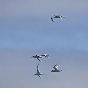 Wing Span Prints: Ecuador. Red-billed Tropicbirds in flight at Espaniola Island in the Galapagos
