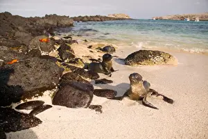 Sea Lion Prints: Ecuador, Santa Fe Island, Galapagos Islands National Park, Baby Sea Lions (Zalophus