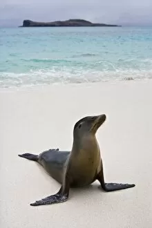 Images Dated 1st July 2006: Ecuador. A sea lion poses on a beach in the Galapagos Islands