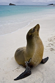 Images Dated 1st July 2006: Ecuador. A sea lion poses on a beach in the Galapagos Islands