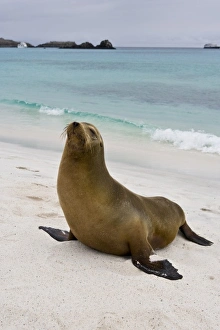 Images Dated 1st July 2006: Ecuador. A sea lion poses on a beach in the Galapagos Islands