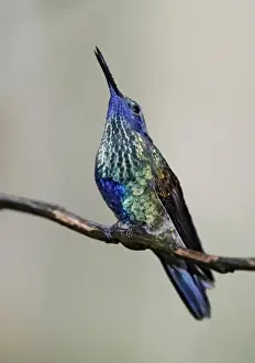Humming Bird Prints: Ecuador, Tandayapa Bird Lodge. Sparkling violet-ear hummingbird singing in the rain