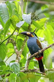 Ecuador, Tandayapa Valley, Alambi Reserve. Plate-billed mountain toucan, aka laminated hill-toucan